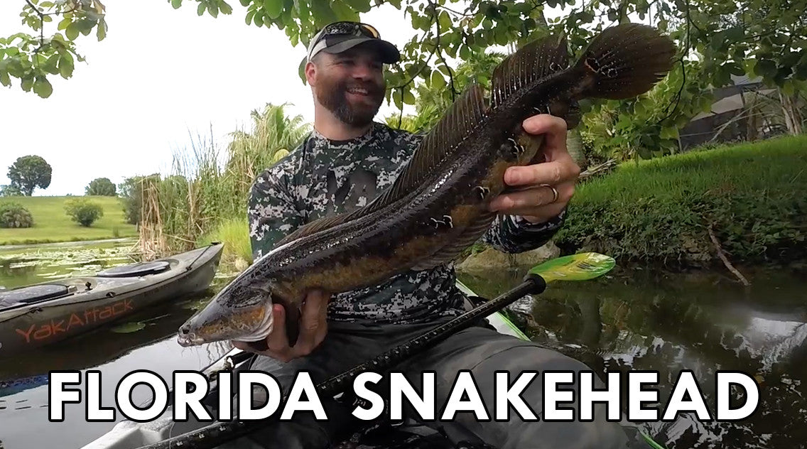 ActionHat Presents: Florida Snakehead Fishing